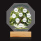 Arbore genealogic - Octagon  