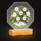 Arbore genealogic - Octagon  